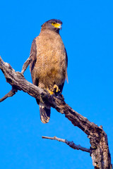 Crested Serpent Eagle, Spilornis cheela, Royal Bardia National Park, Bardiya National Park, Nepal, Asia