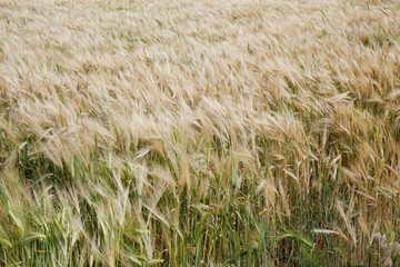 Cereal fields before harvesting. Wheat field.
