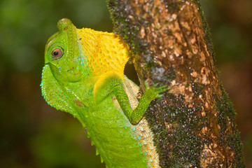 Hump-nosed Lizard, Lyriocephalus scutatus, Sinharaja National Park Rain Forest, Sinharaja Forest Reserve, World Heritage Site, UNESCO, Biosphere Reserve, National Wilderness Area, Sri Lanka, Asia