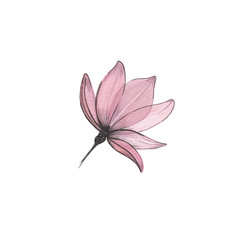 Watercolor flower. Pink blossom. Hand drawn illustration, isolated on white.