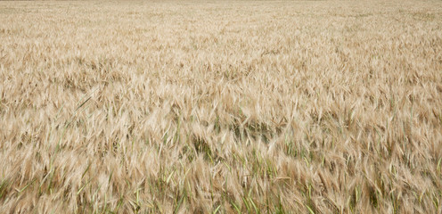Cereal fields before harvesting. Wheat field.