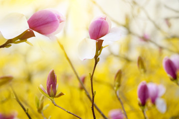 Delicate blooms of pink magnolia flowers in a spring garden against a background of flowering bright yellow bushes. Floral natural seasonal background of pink magnolia flowers. Art photo.