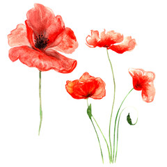 red summer poppies with stems painted in watercolor
