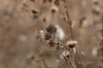 Dry field flowers.