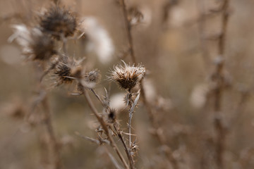 Dry field flowers.
