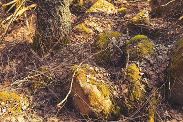 Old mossy rock stones in a forest woods. Fantasy background texture photo in a yellow, warm happy summer autumn fall colors and retro hipster vintage processing