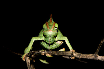 Distinctive chameleon is  having a rest