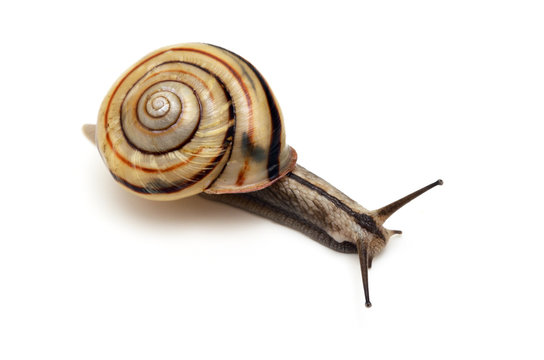 ミスジマイマイ の画像 14 件の Stock 写真 ベクターおよびビデオ Adobe Stock