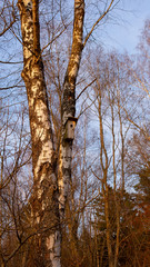 Bird house on a tall birch in war sunny sunset light. Vertical standard social network media story 9x16 banner size dimension