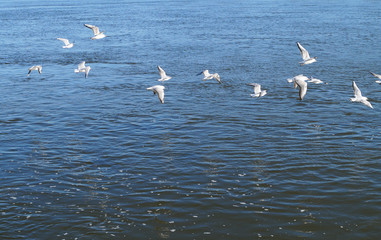 Fototapeta premium Birds of white seagulls flying over the river afternoon on the sunny wildlife Day 