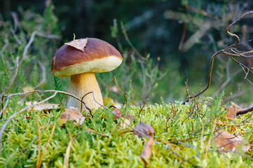 Mushrooms in a clearing in an autumn mushroom forest. Search for mushrooms in the forest. Picking mushrooms.