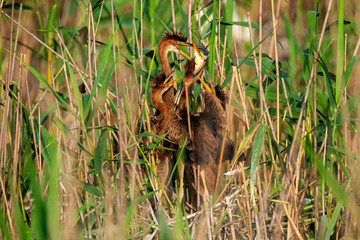 The purple heron nesting in bird colony in Lonjsko polje, Croatia