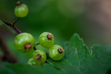 macrophotography of green currant berries with streaks in early spring in the garden