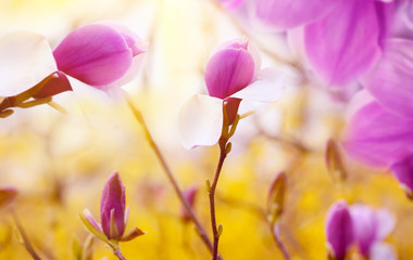 Delicate blooms of pink magnolia flowers in a spring garden against a background of flowering...