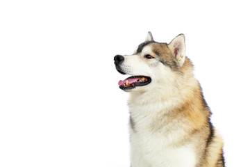 Siberian Husky gray and white colors portrait with white background and have copy space. Happy dog.