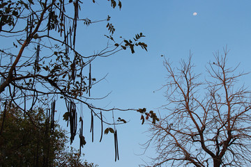 in a park in thailand