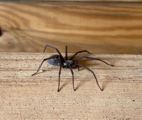 Spinne