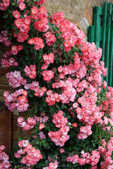 Fototapeta na wymiar Rosenbusch mit vielen Blüten an Hausmauer