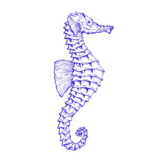Hand drawn seahorse. Vector illustration isolated on white background. © onuk