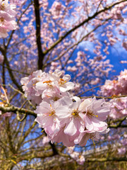 Kirschblüten im Frühling