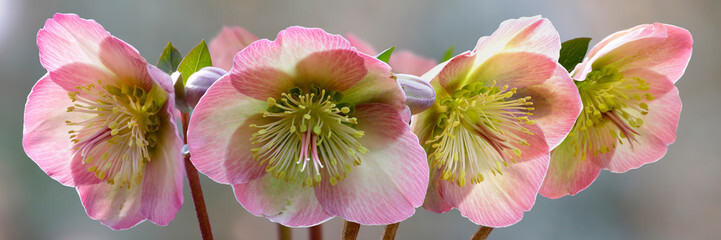 Christrose oder Schneerose mit rosa Blüten, Panorama