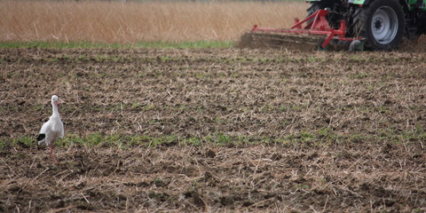 Storch auf dem Feld, hinter dem Traktor auf Futtersuche