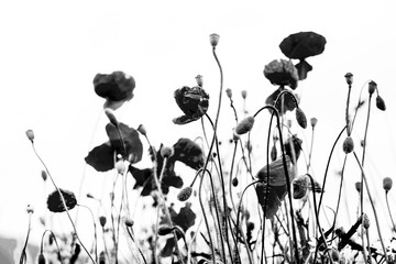 Back and white poppies.