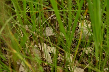 Naklejka na ściany i meble Lizard among the grass on a summer day