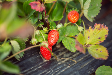 Close up of ripe organic strawberries on the plant in a greenhouse