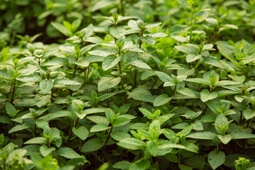 Close-up of a bush of basil aromatic plant