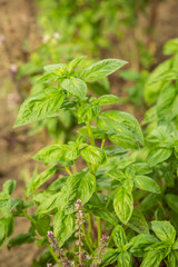 Close-up of a bush of basil aromatic plant