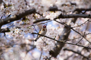 Stieglitz Distelfink mit Kirschblüten