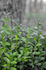 Bukszpan krzew ogrodowy