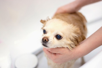 Chihuahua dog wet in the bath. A young female owner washes her dog at home.
