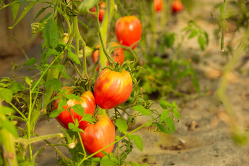 Ripe tomatoes on the plant in a greenhouse