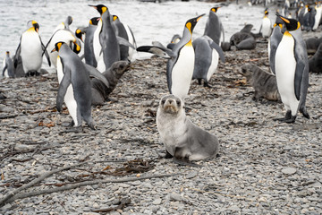 Obraz premium penguins in antarctica