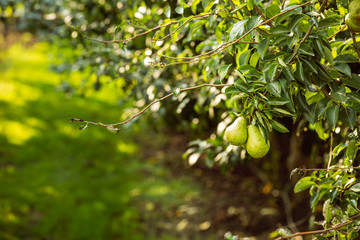 Close up of green pears in an orchard in the sunlight