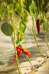 Ripe red peppers on the plant in a greenhouse