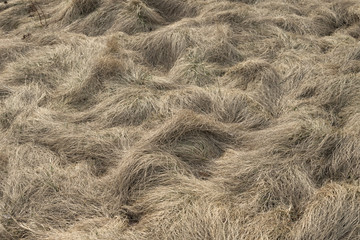 Dry grass of meadow in early spring