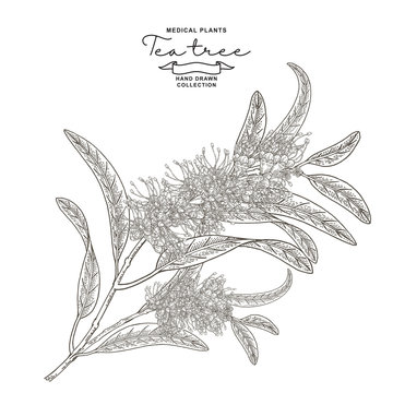 Tea tree flowers isolated on white background. Melaleuca plant hand drawn. Vector botanical illustration. Engraved style.