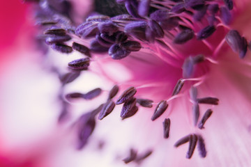 closeup of purple flower, The inspiring  purple pollen photoshoot