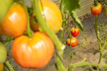 Ripe tomatoes on the plant in a greenhouse