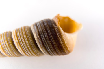 Detail of a conch shell with white background Macro photography