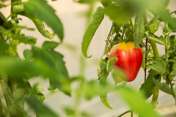 Ripe tomatoes on the plant in a greenhouse