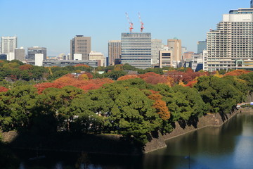 Fototapeta premium 皇居外苑の紅葉の森とオフィスビル群