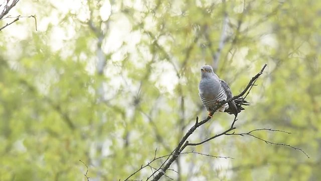 Common Cuckoo Calling in Natural Environment