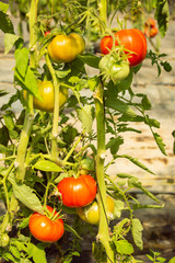 Ripe tomatoes on the plant in a greenhouse