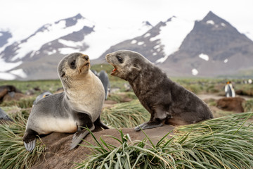 two fur seal pups fighting, South Georgia