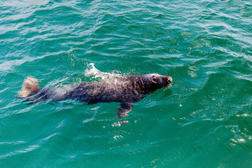 Fototapeta premium Phoque