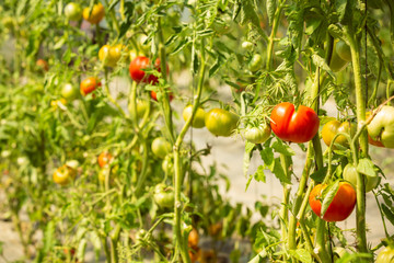 Ripe tomatoes on the plant in a greenhouse